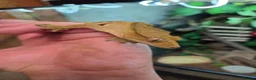 Gecko reptiles for sale: Crested gecko exo terra pro in Burton-on-Trent - Advert 1