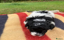 Mixed Breed dogs for sale: Bolonoodle Puppies  - Image 22
