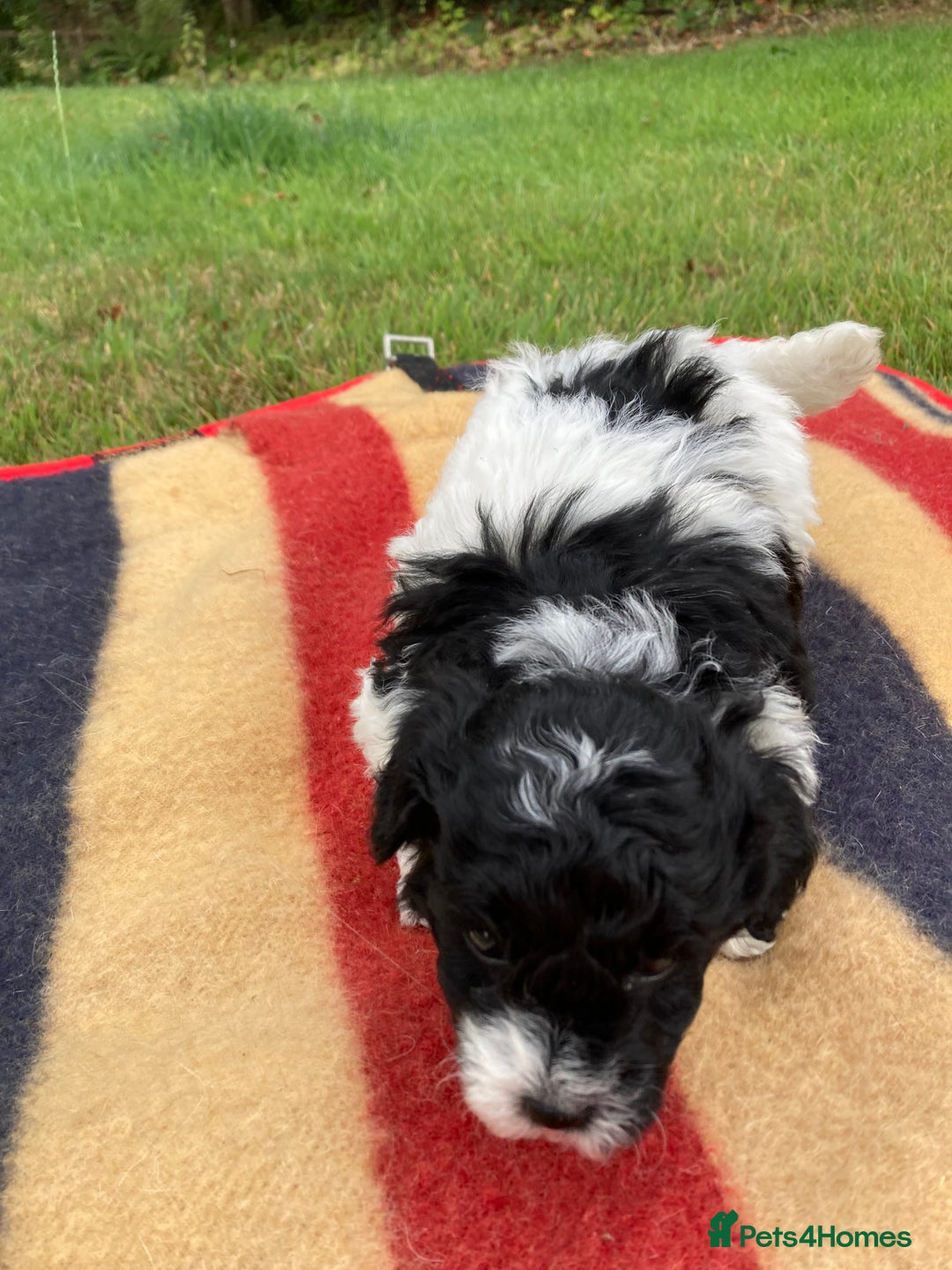 Mixed Breed dogs for sale: Bolonoodle Puppies  - Image 22
