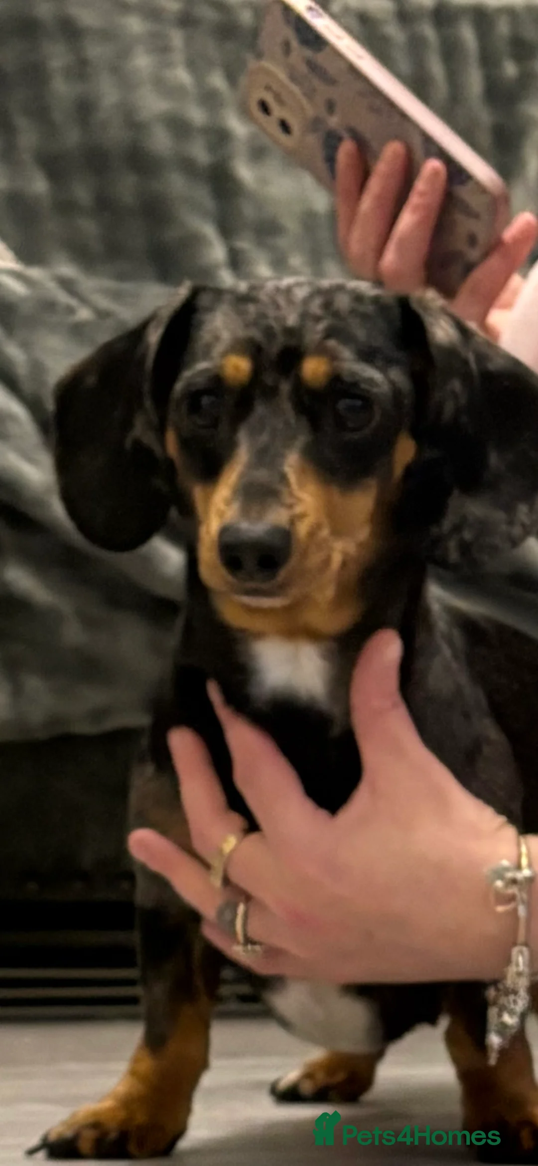 Miniature Dachshund dogs for sale: Miniature dachshund  - Advert 1