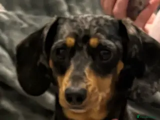 Miniature Dachshund dogs Miniature dachshund - Advert 1