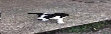 Border Collie 5