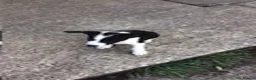 Border Collie dogs for sale: 5 Border Collie Puppies - Advert 2