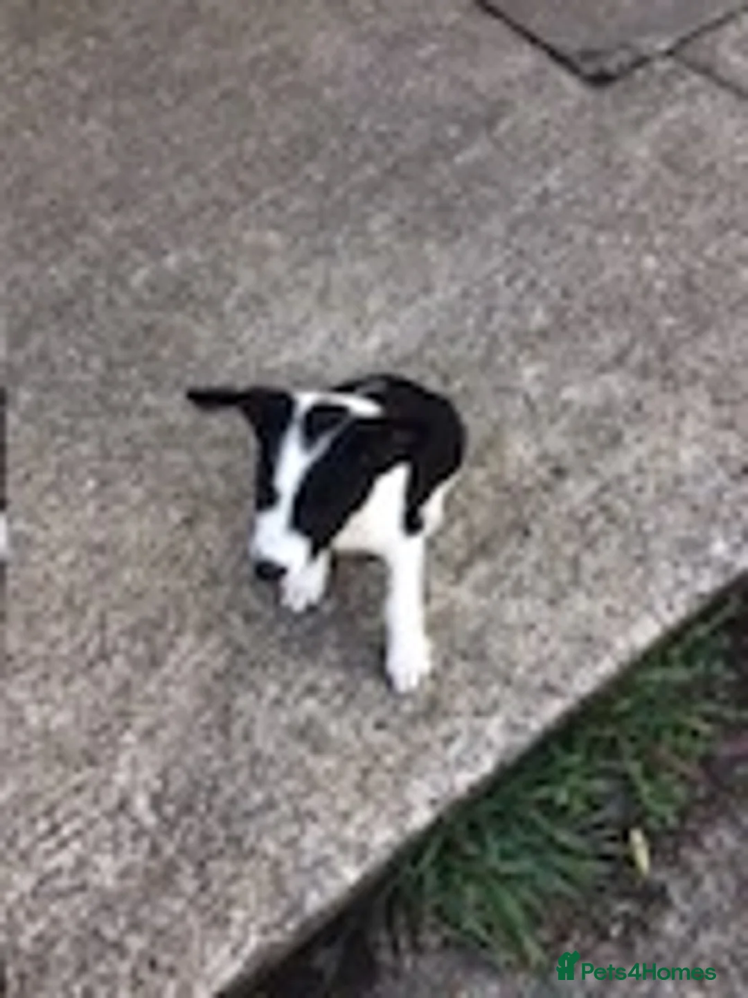 Border Collie dogs for sale: 5 Border Collie Puppies - Advert 2