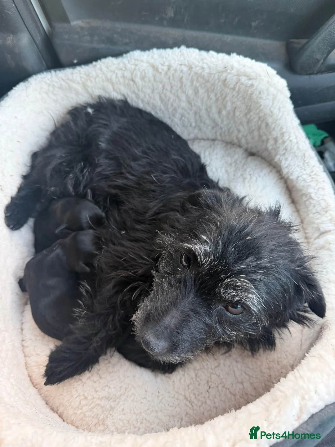 Mixed Breed dogs for sale: Jack russel terrier x shorkie puppies  in Congleton - Advert 2