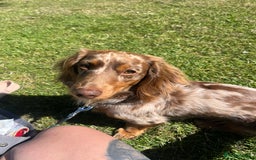 Miniature Dachshund dogs for stud: Meet Loki, miniature dachshund - Image 7