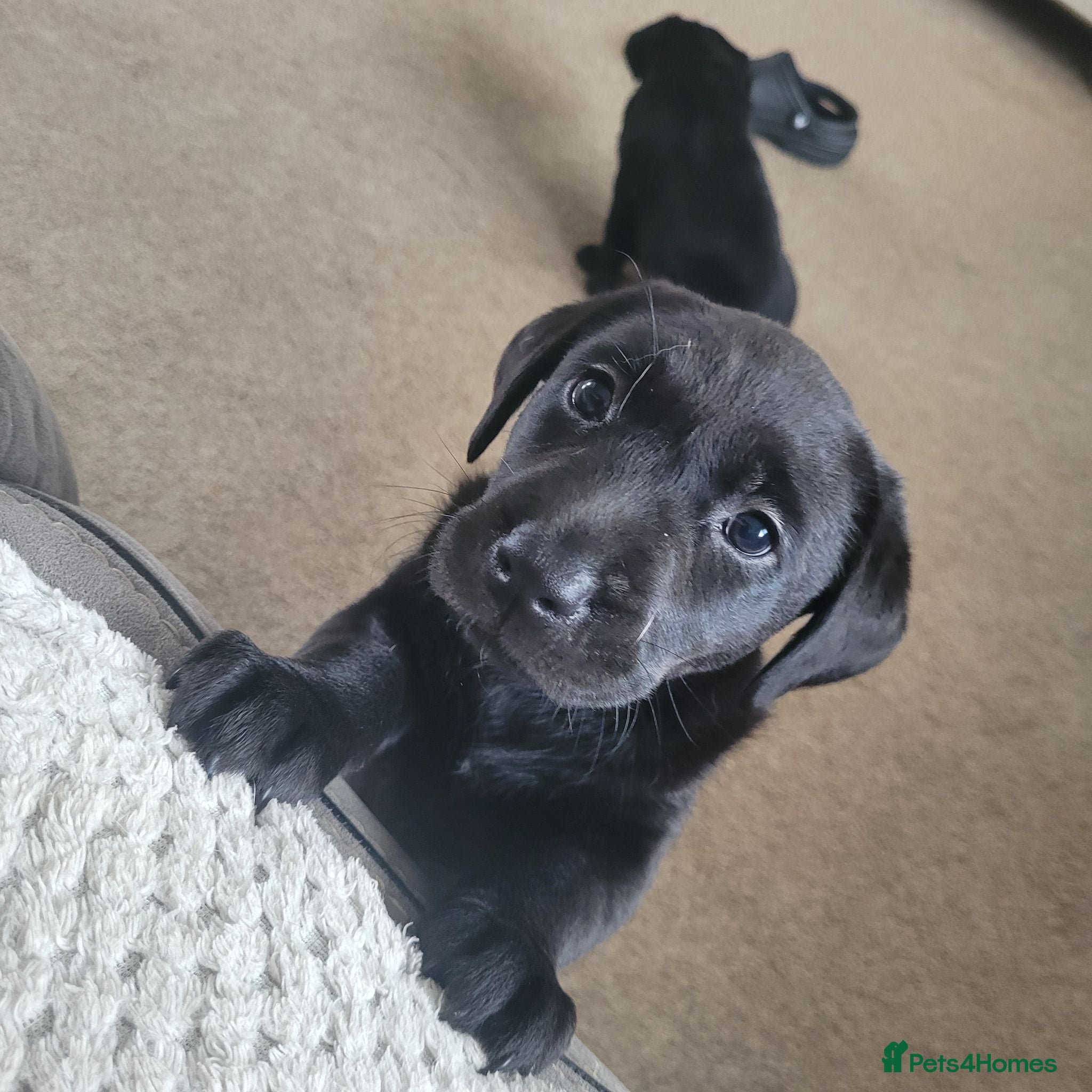 Labrador Retriever dogs Working Labrador Puppies for Sale! - Advert 17