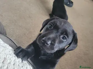 Labrador Retriever dogs Working Labrador Puppies for Sale! - Advert 17