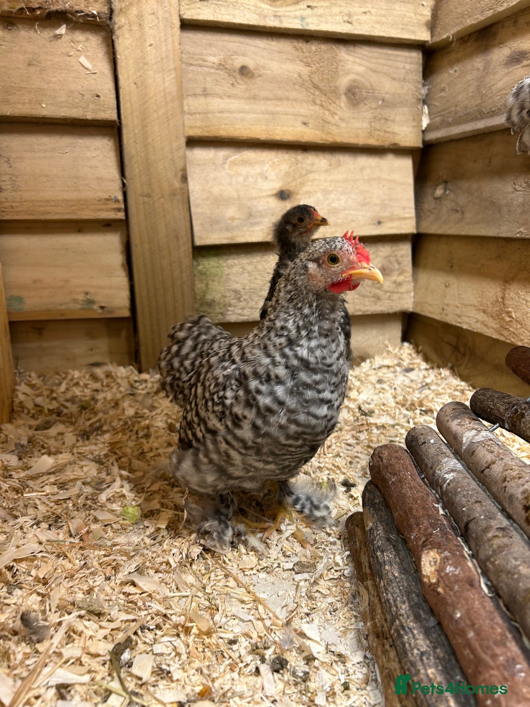 Chickens poultry for sale: Pekin Bantams/Silkie - Advert 3