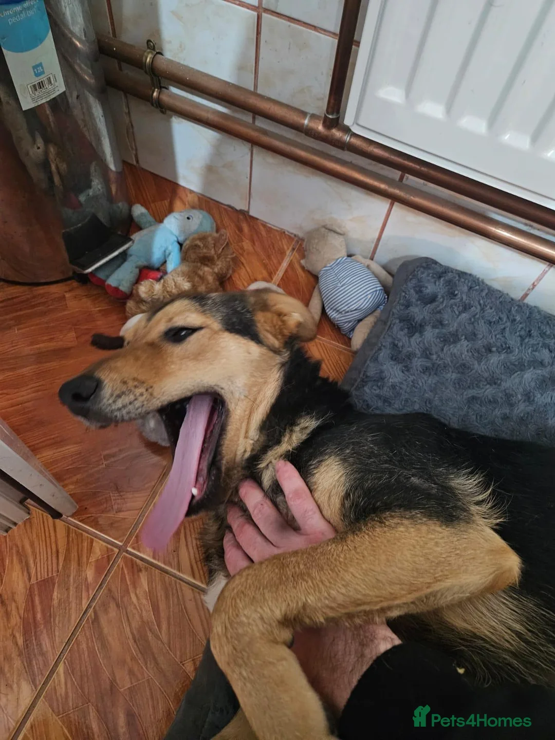 Mixed Breed dogs for adoption: 🐾 Meet Larisa - a gentle girl for a Loving Home💛 - Advert 4