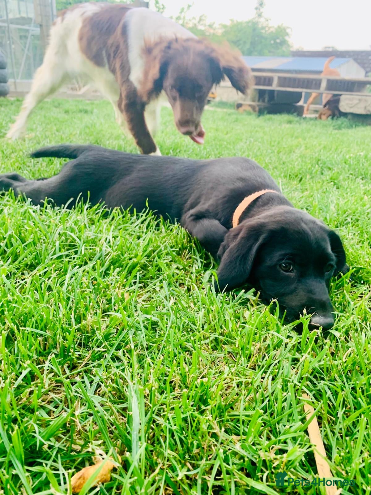 Springador dogs F1 Springador Puppies - Advert 2
