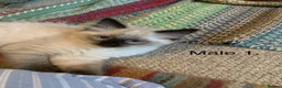 Ragdoll cats for sale: Ragdoll Kittens in Boncath - Advert 7