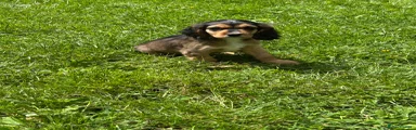 Cockalier 3