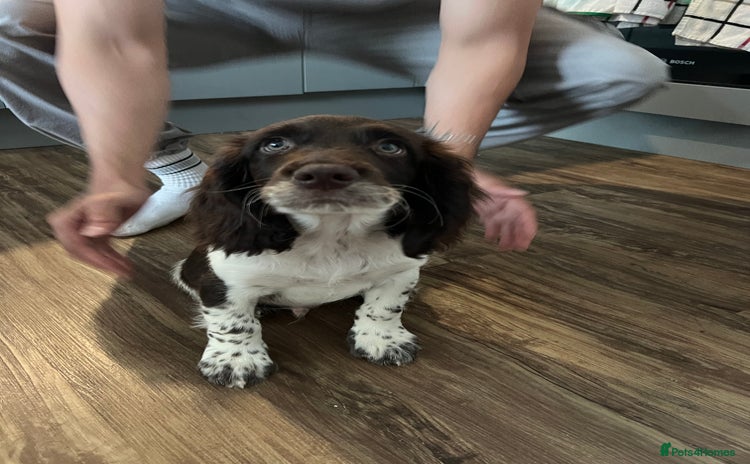 English Springer Spaniel dogs - Advert 3