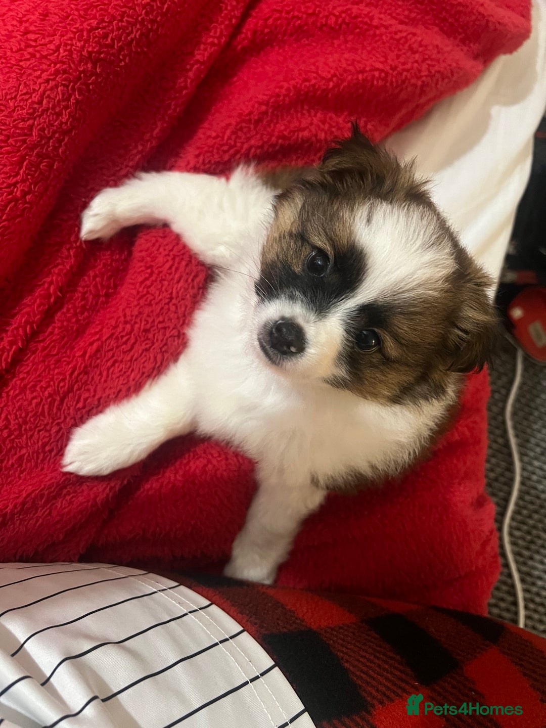 Mixed Breed dogs for sale: Male puppy for sale - Advert 1