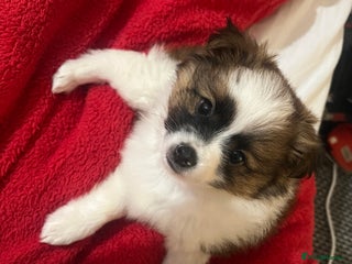Mixed Breed dogs Male puppy for sale - Advert 12