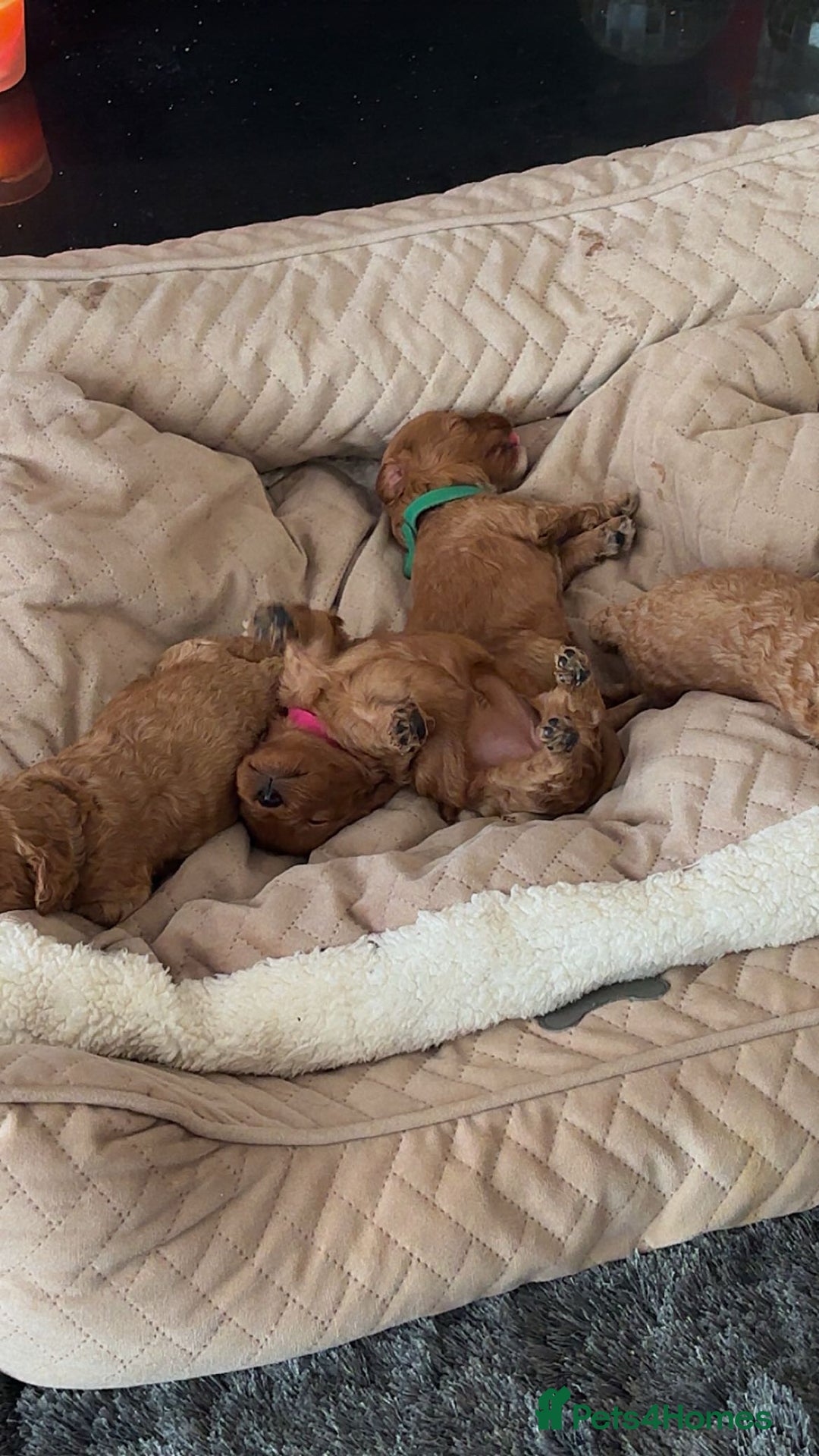 Cavapoo dogs for sale: F1B Red Toy Cavapoos- Health Tested  ************  - Advert 5