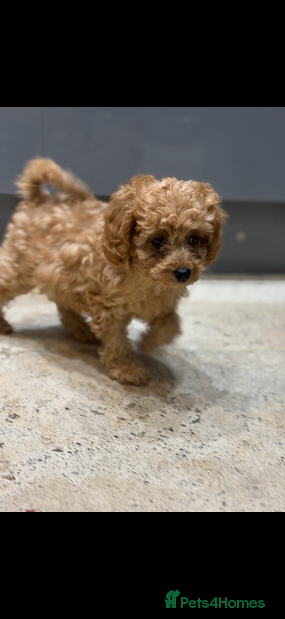 Cavapoo dogs Cavapoo f2b pups  - Advert 1