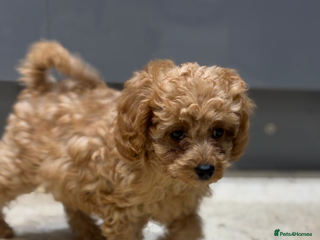 Cavapoo dogs Cavapoo f2b pups - Advert 1