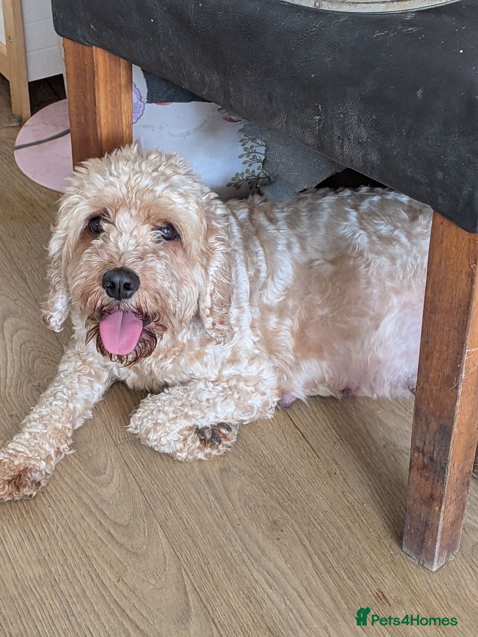 Cavapoo dogs Beautiful cavapoo puppies  - Advert 3