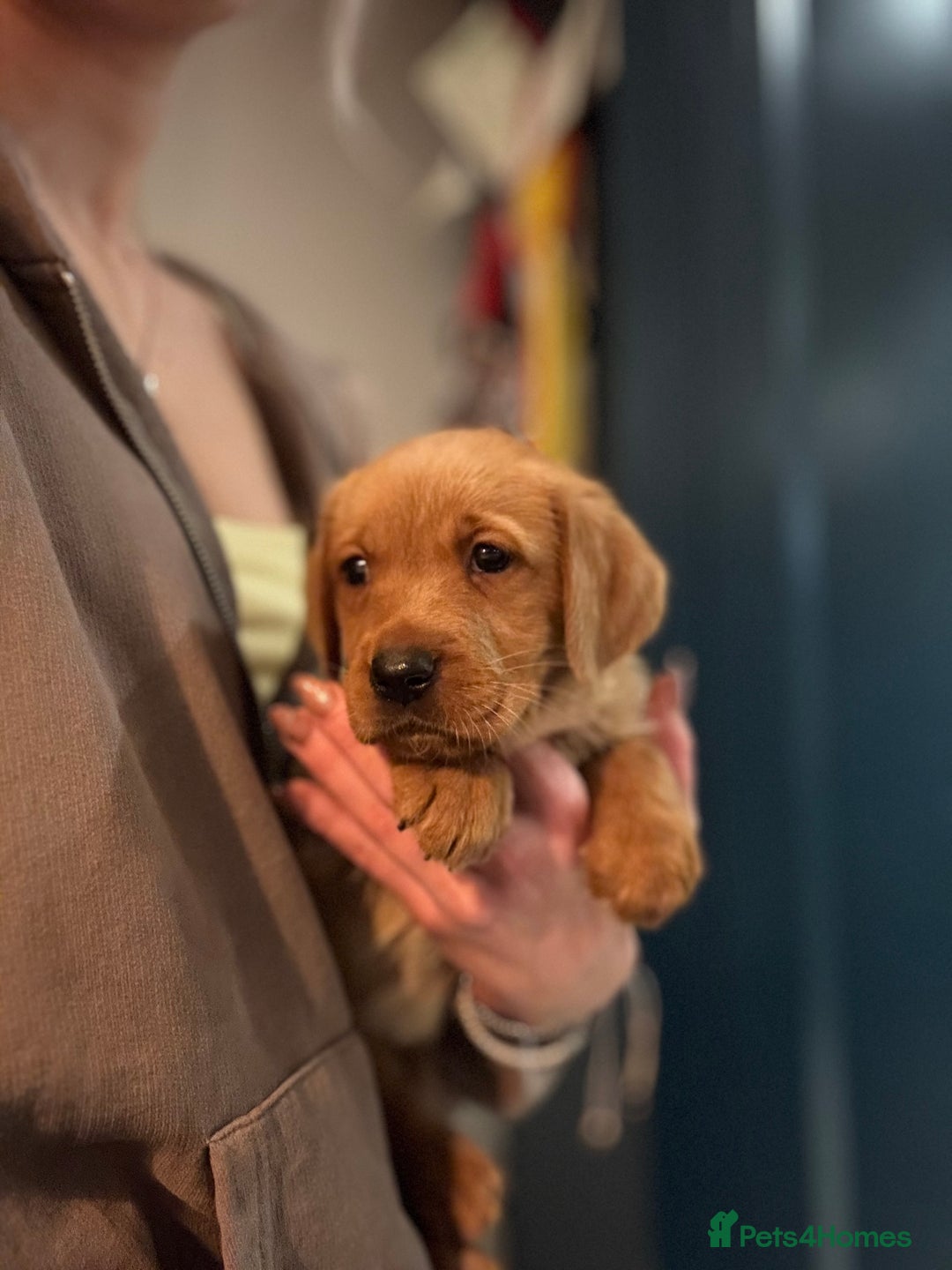 Mixed Breed poultry for sale: 🐶 KC Registered Fox Red Labrador Puppies 🐶 - Advert 6