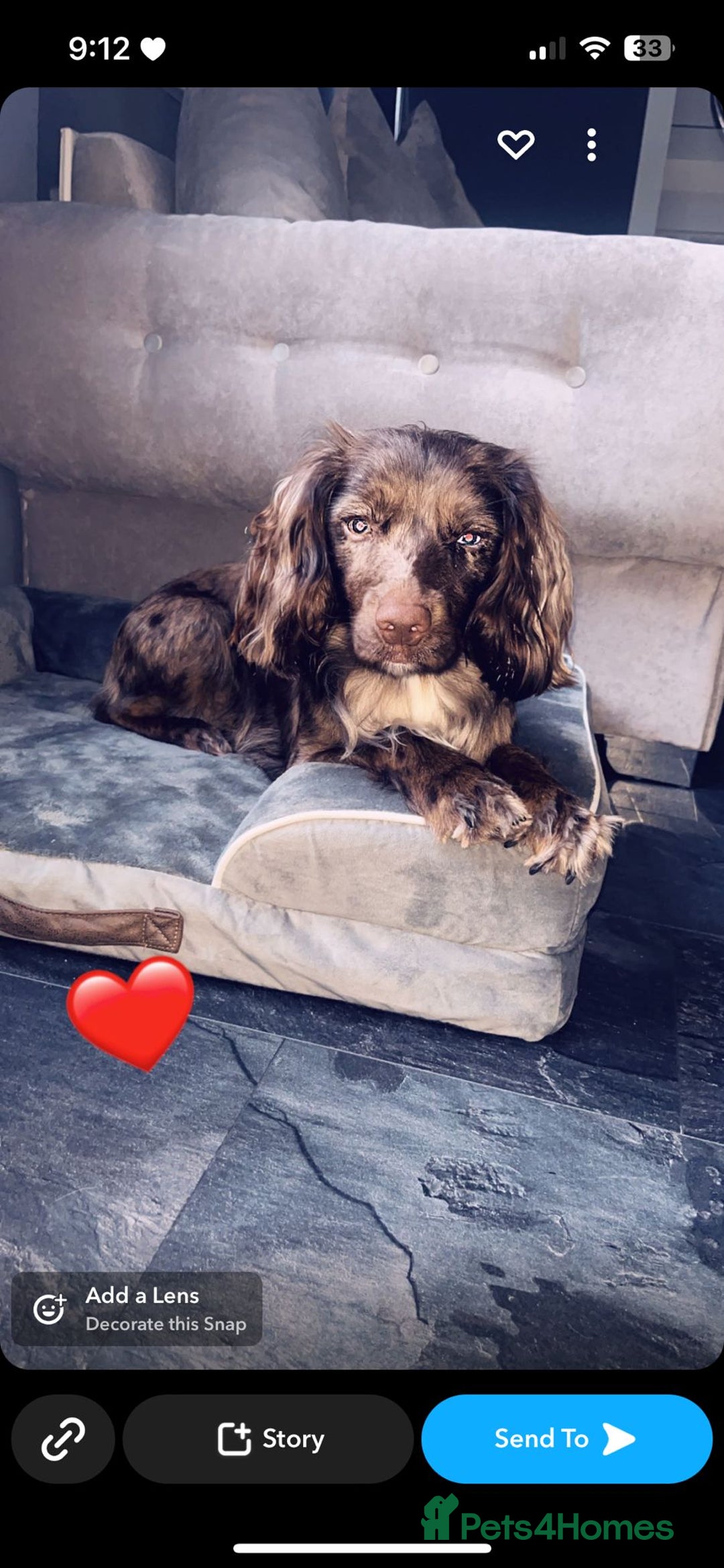 Sprocker dogs for stud: Merle Sprocker for stud - Image 2