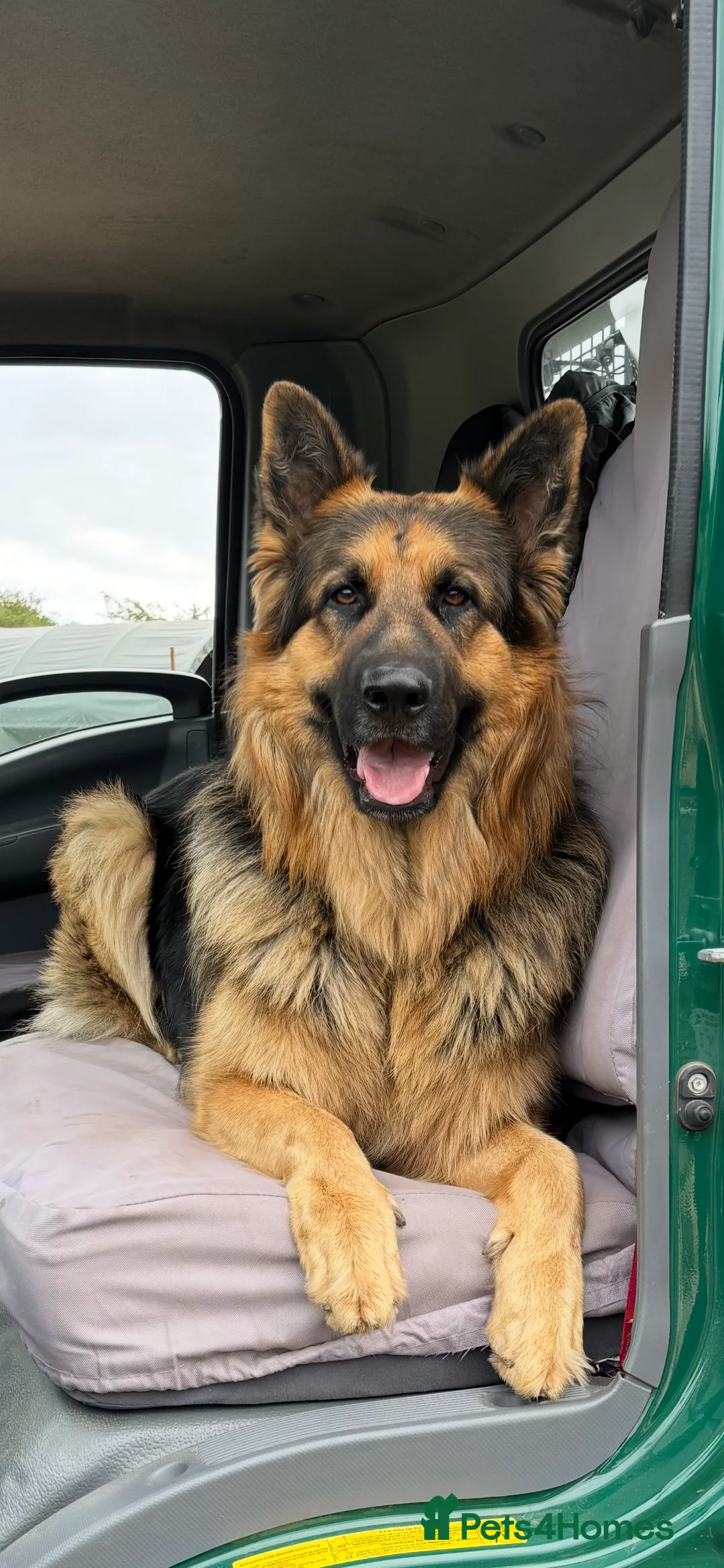 German Shepherd dogs for sale: Pure breed German shepherd puppies  - Advert 10