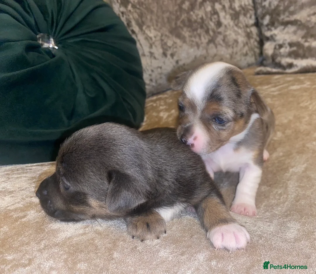 Jack Russell dogs for stud: Lenny Son of Much Wenlock Louie in Wokingham - Advert 22