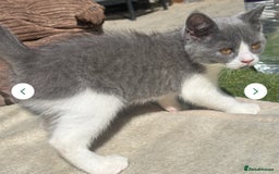 Mixed Breed cats for sale: 3 gorgeous kittens ready now Scottish fold mix - Image 4