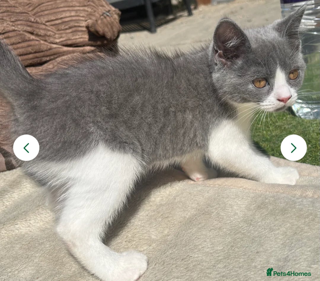 Mixed Breed cats for sale: 3 gorgeous kittens ready now Scottish fold mix - Image 4