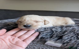 Labradoodle dogs for sale: F1 standard Labradoodle puppies  - Image 22