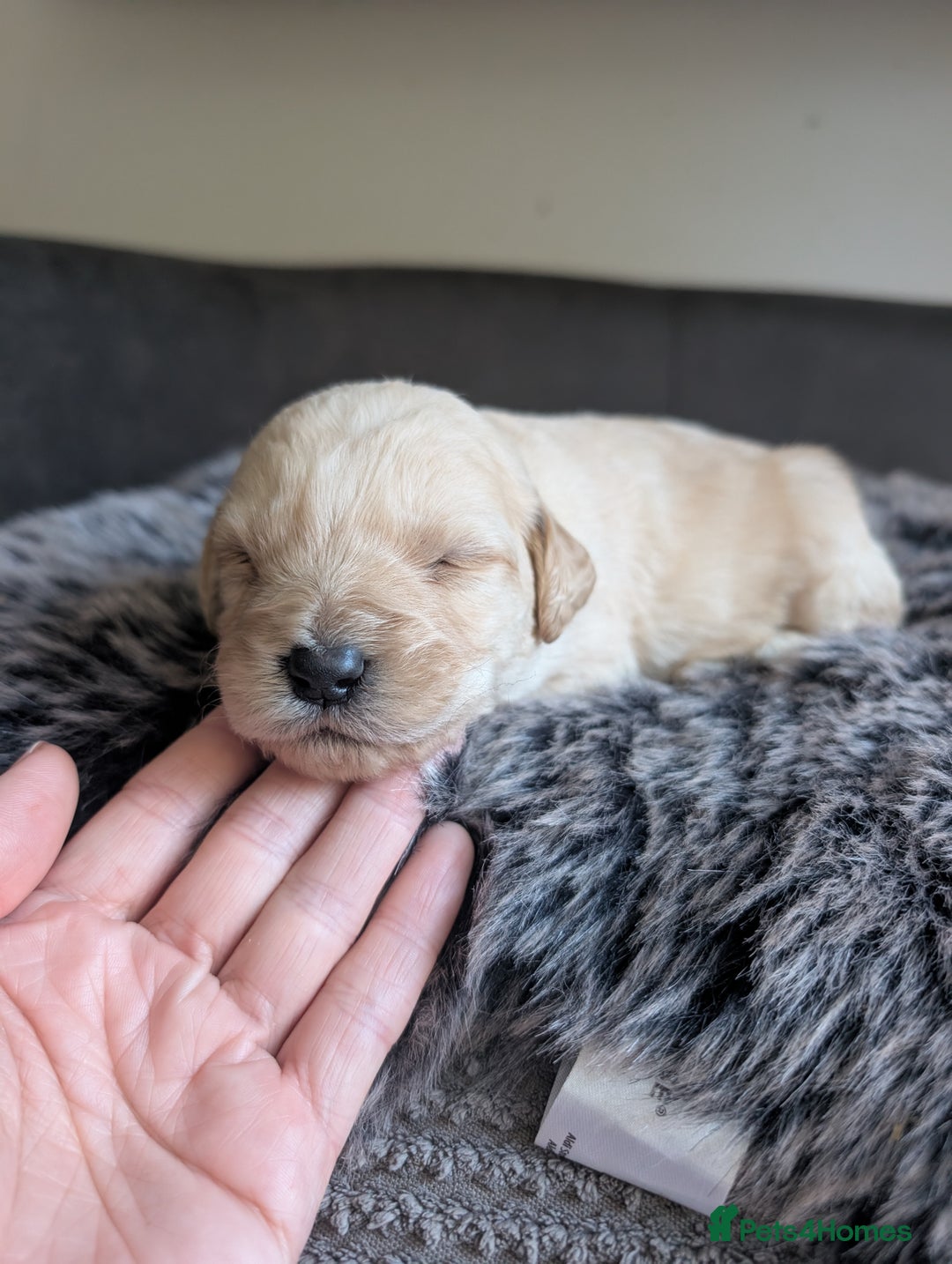 Labradoodle dogs for sale: F1 standard Labradoodle puppies  - Image 22
