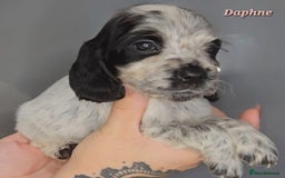 Cocker Spaniel dogs for sale: Exceptional Pedigree Show Type English Cockers  - Image 24