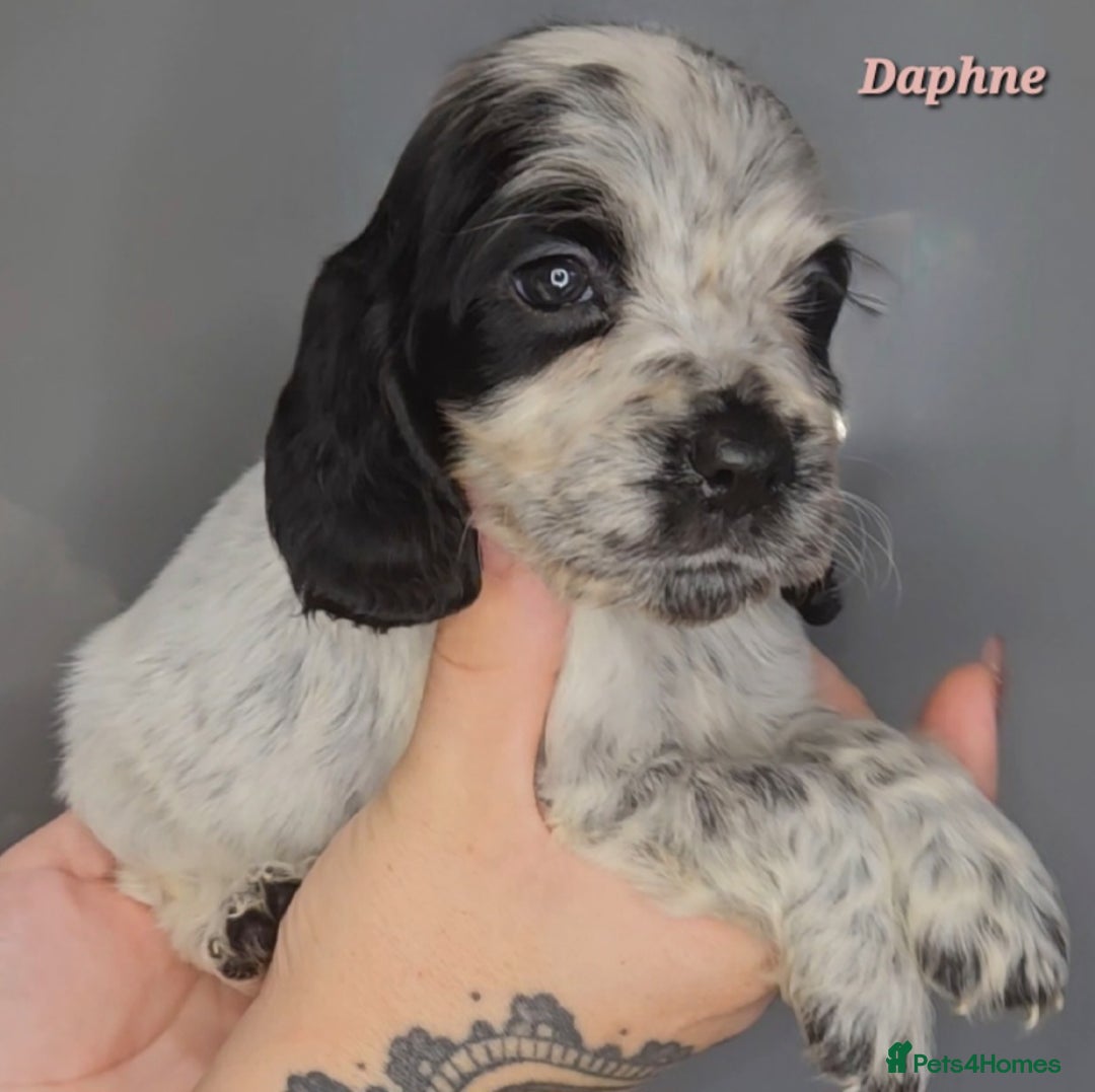 Cocker Spaniel dogs for sale: Exceptional Pedigree Show Type English Cockers  - Image 24