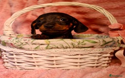 Dachshund dogs for sale: Dachshund Cute Puppies Looking for Forever Home   - Image 12