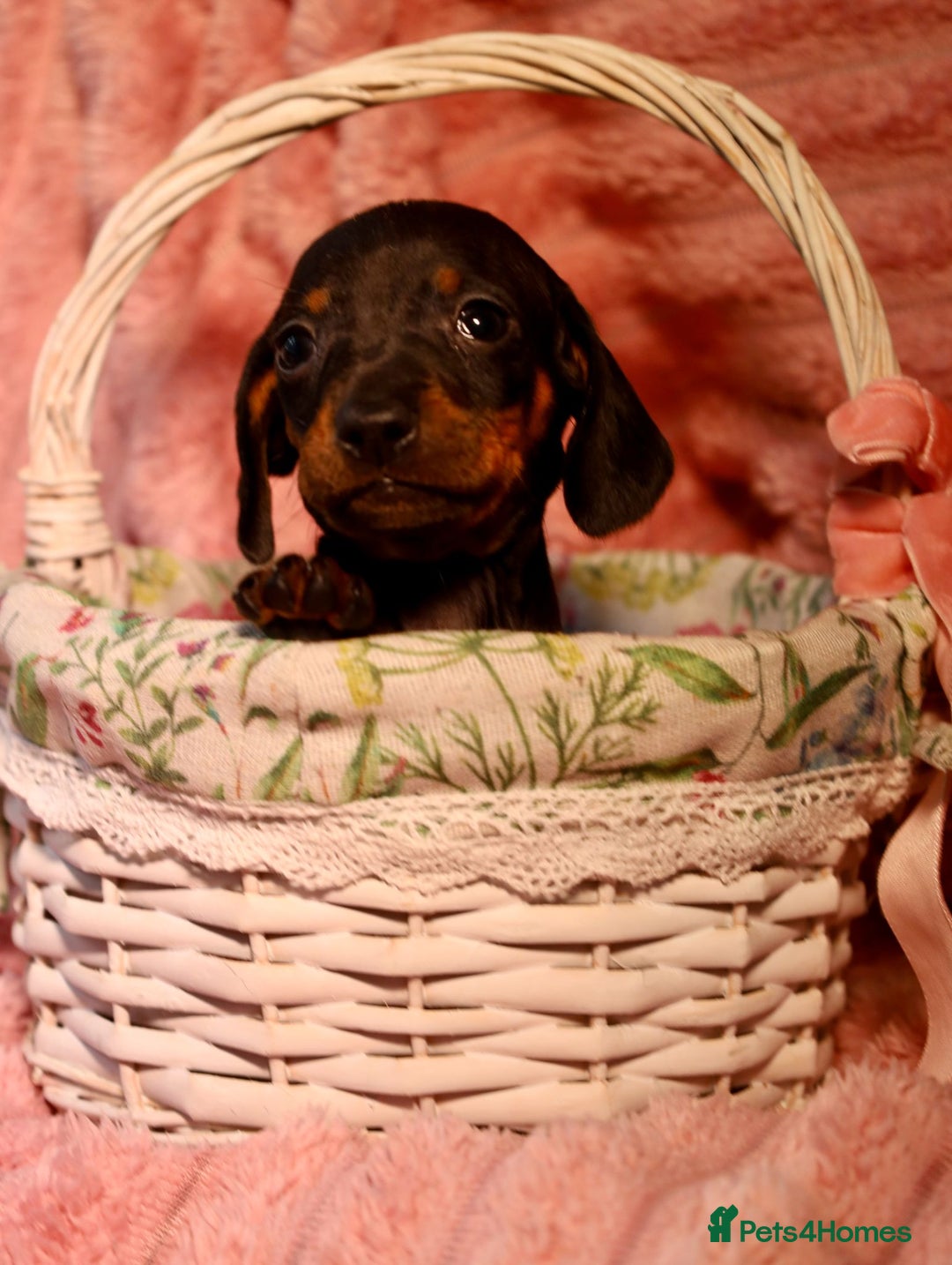 Dachshund dogs for sale: Dachshund Cute Puppies Looking for Forever Home   - Image 12