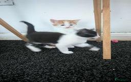Mixed Breed cats for sale: 2 female kittens  - Image 11