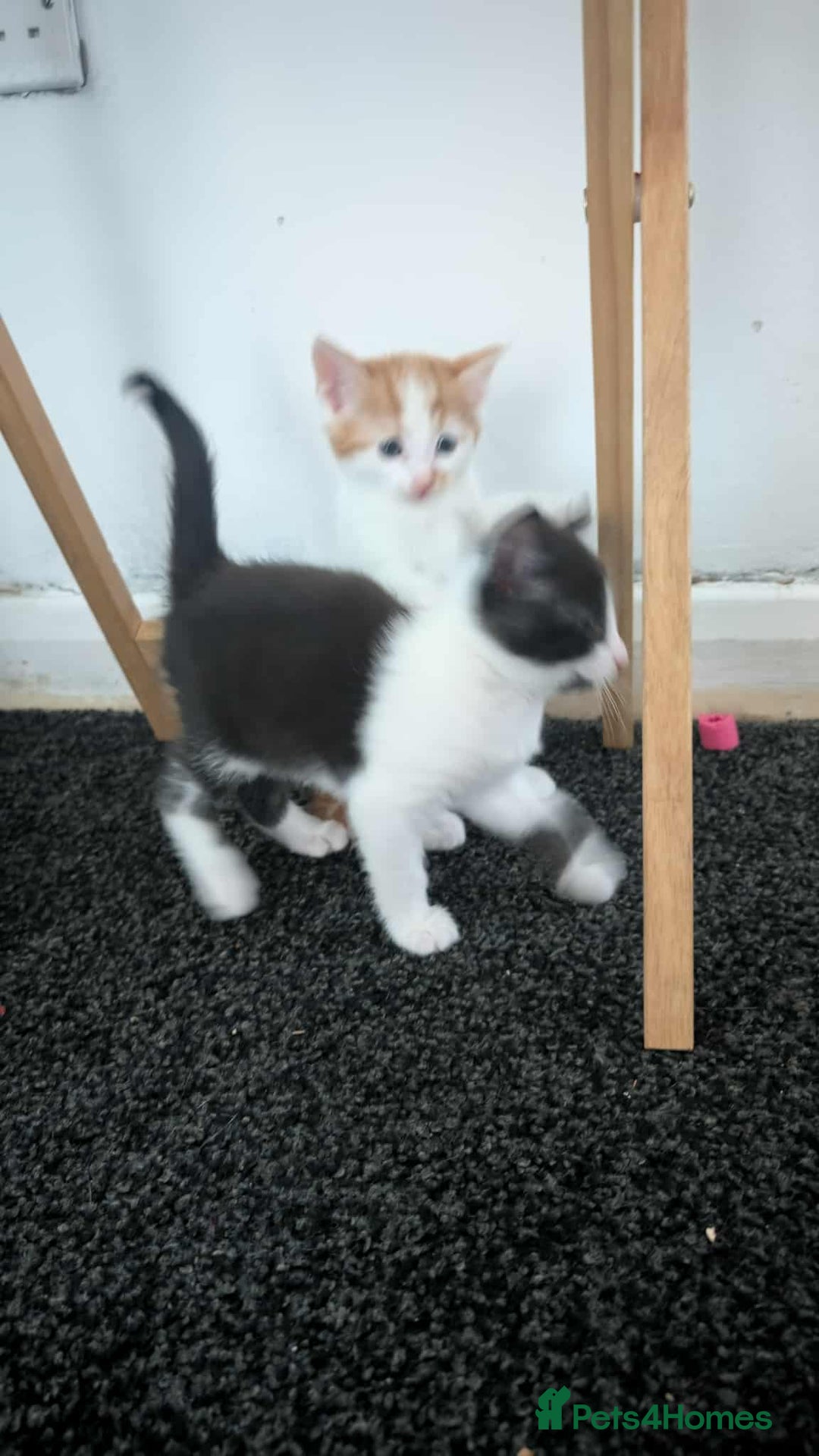 Mixed Breed cats for sale: 2 female kittens  - Image 11