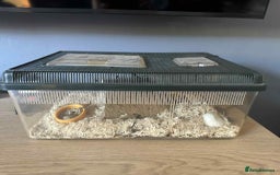 Snake reptiles for sale: Western Hognose Snake - Image 2