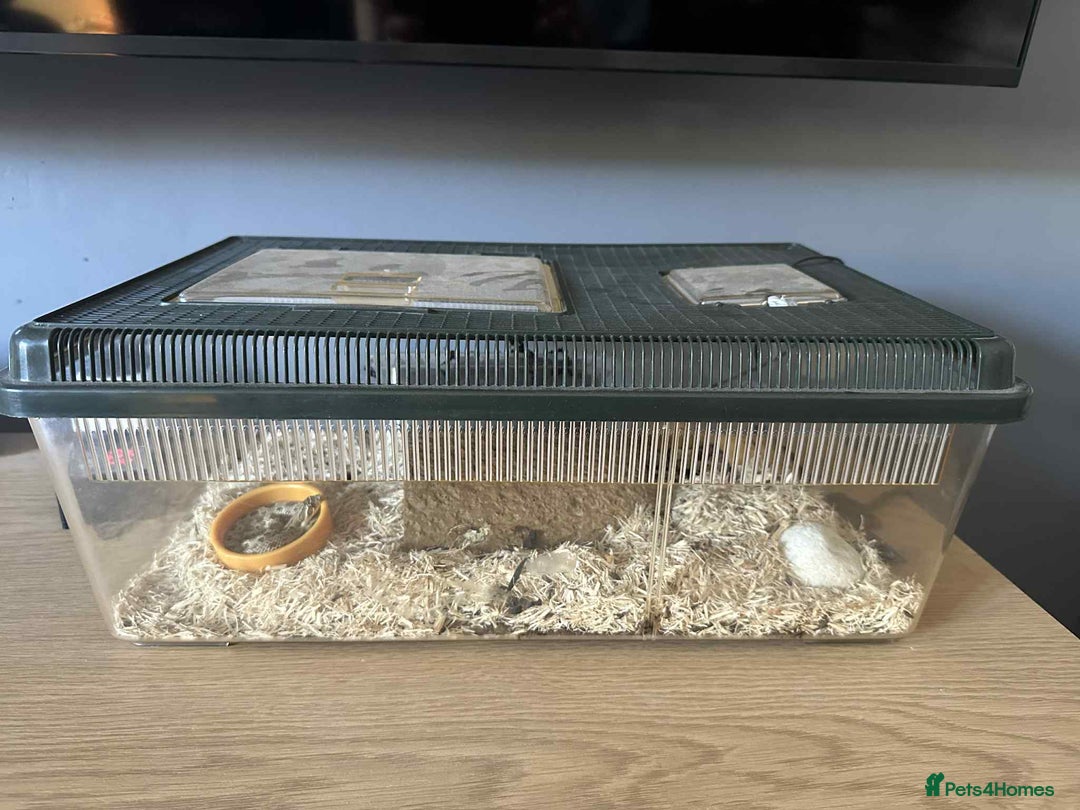 Snake reptiles for sale: Western Hognose Snake - Image 2
