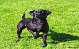 Labrador Retriever dogs for sale: Labrador puppies  - Image 4