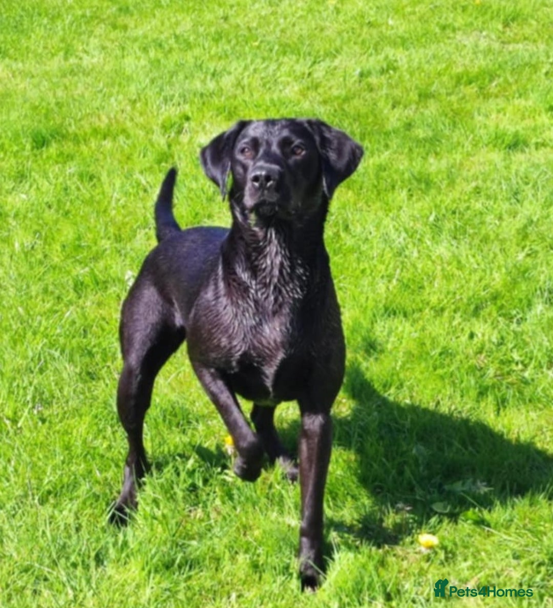 Labrador Retriever dogs for sale: Labrador puppies  - Image 4