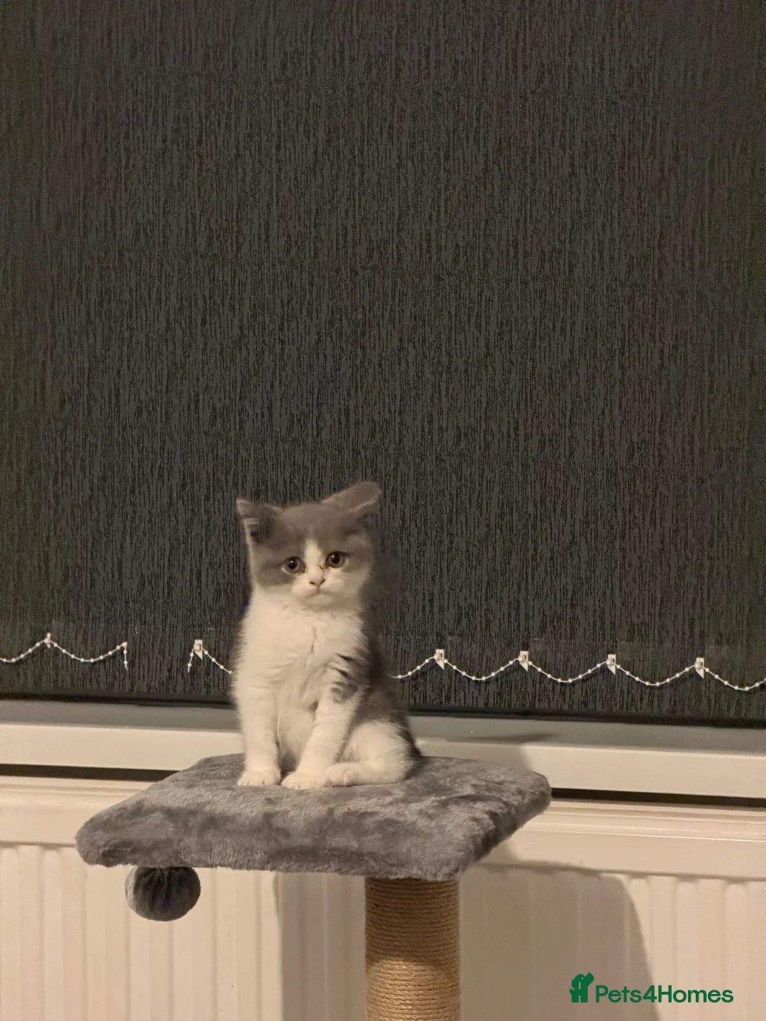 British Shorthair cats for sale: Grey & White British Shorthair Male Kitten 🐱 in Bolton - Advert 8