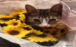 Mixed Breed cats for sale: Mother & Daughter Mixed Bengals - Image 4