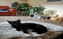 Mixed Breed cats for sale: Beautiful kitten  - Image 5
