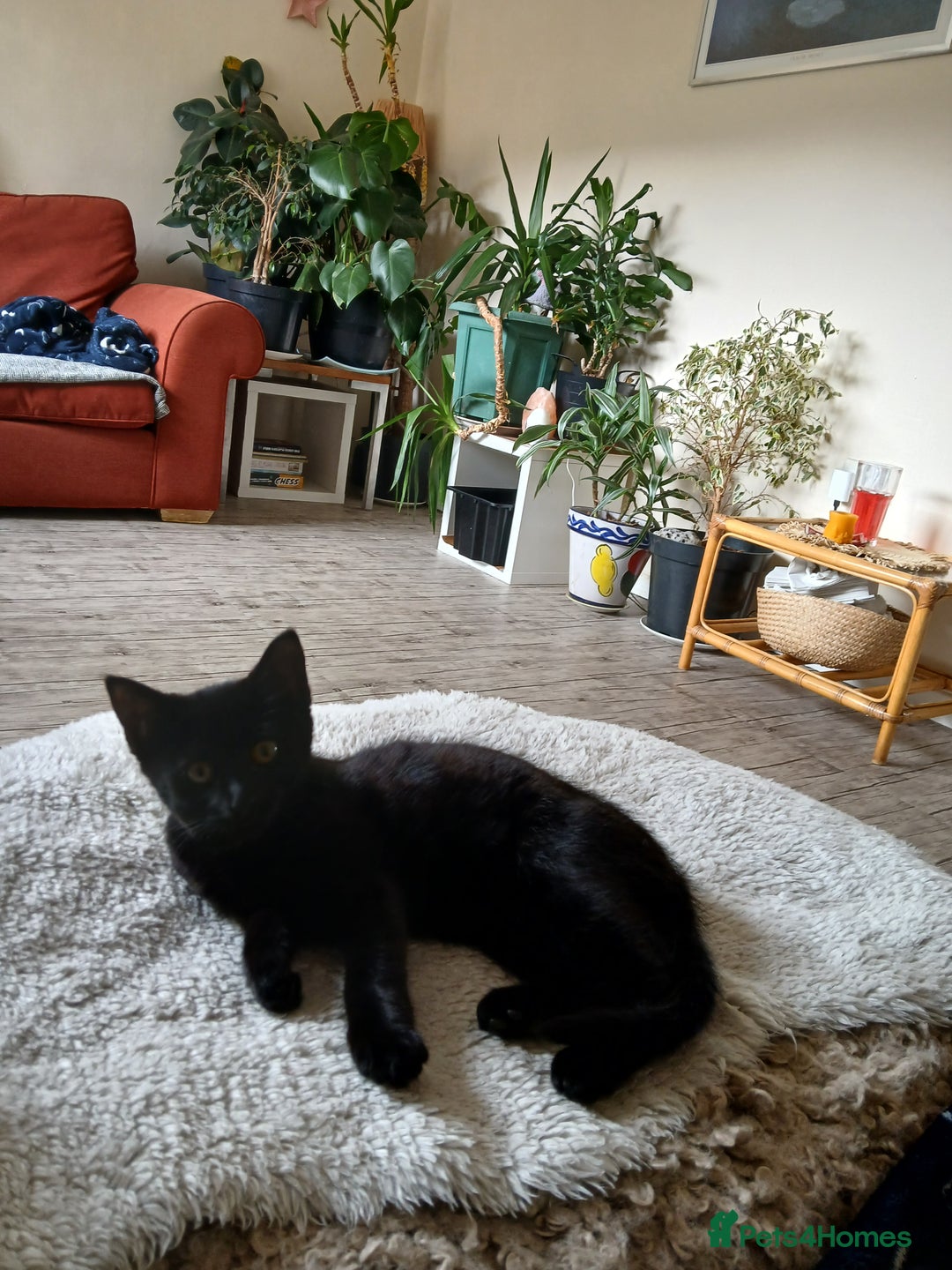 Mixed Breed cats for sale: Beautiful kitten  - Image 5