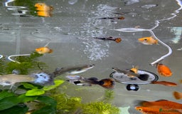 Platies fish for sale: Small platys and Guppys for sale £1 each-Fish only in Bromley - Image 19