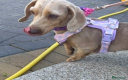 Miniature Dachshund dogs for sale: jelly the mini dachshund!! - Image 4