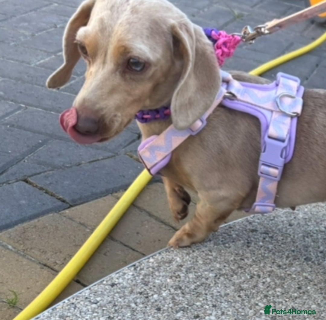 Miniature Dachshund dogs for sale: jelly the mini dachshund!! - Image 4