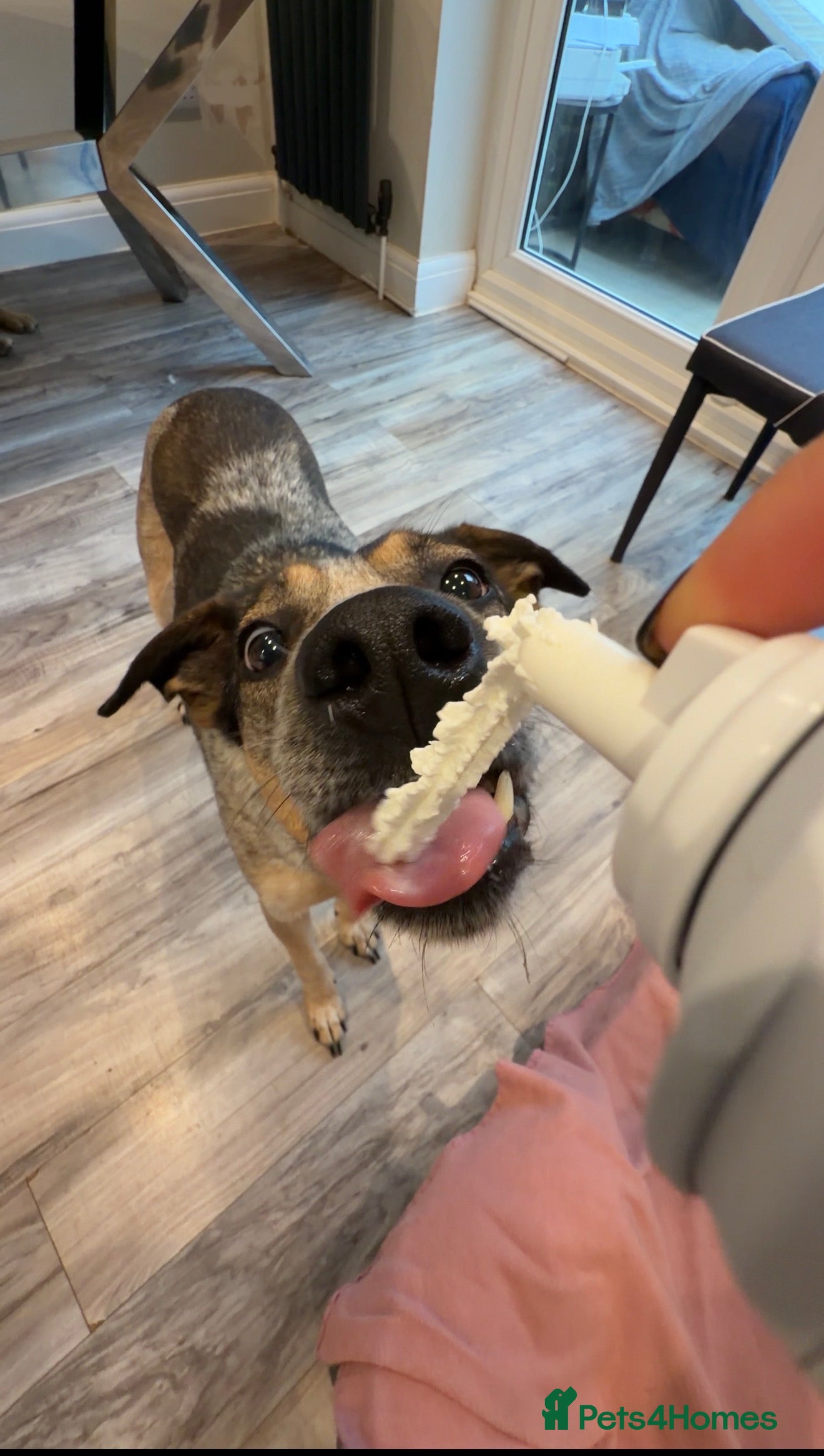 Mixed Breed dogs ❤️ Sweet Cindy is ready for a quiet forever home!  - Advert 1